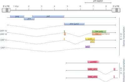 Alternative RNA splicing in cancer: what about adult T-cell leukemia?